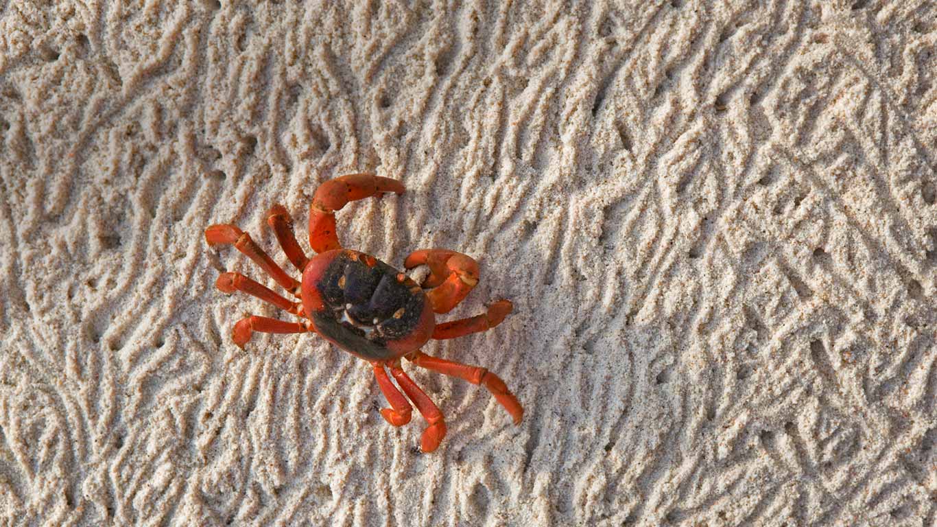 A Christmas Island red crab during its migration (© Ingo Arndt/Minden Pictures)(Bing United Kingdom)