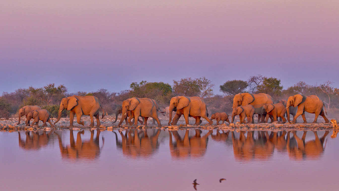 At Kruger National Park, South Africa, for World Elephant Day (© Yva Momatiuk and John Eastcott/Minden Pictures)(Bing United Kingdom)