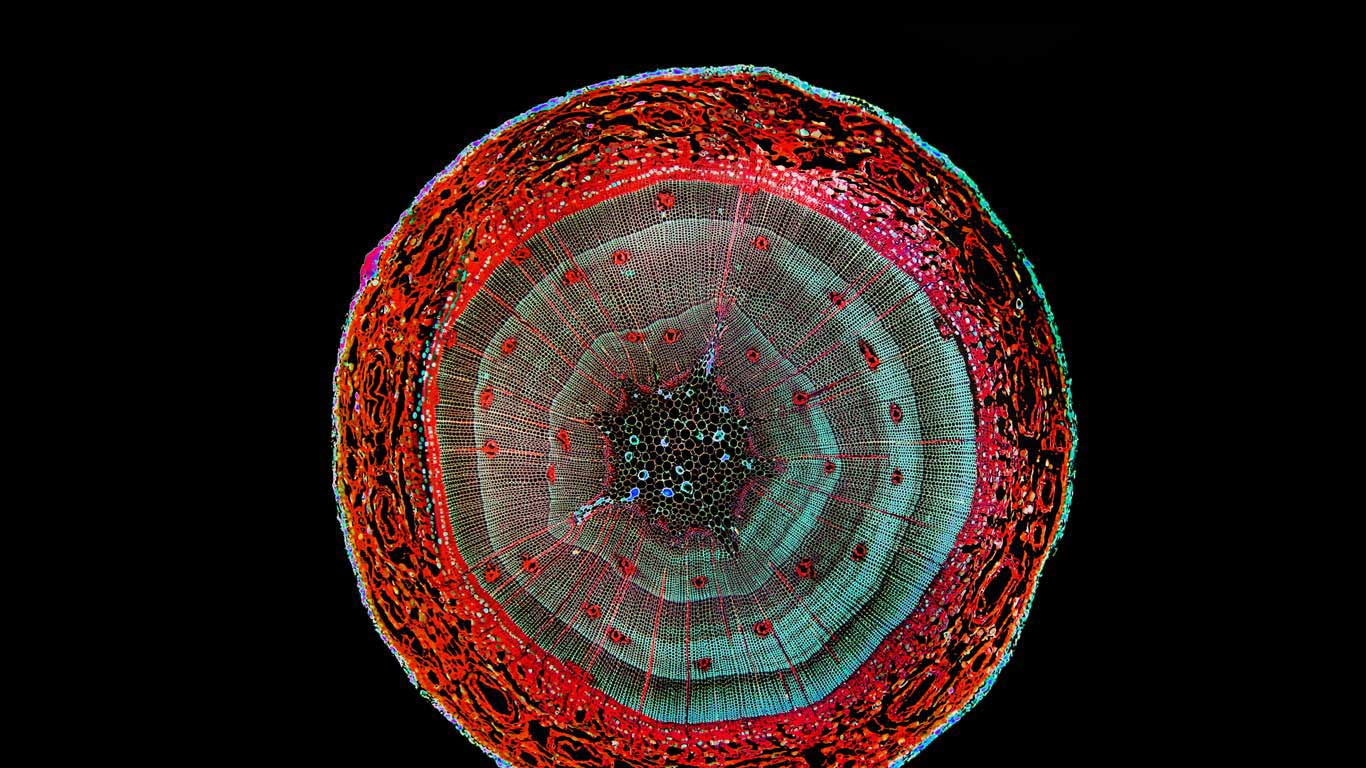 Enhanced image of a cross section of a pine stem (© Garry DeLong/Getty Images)(Bing United Kingdom)