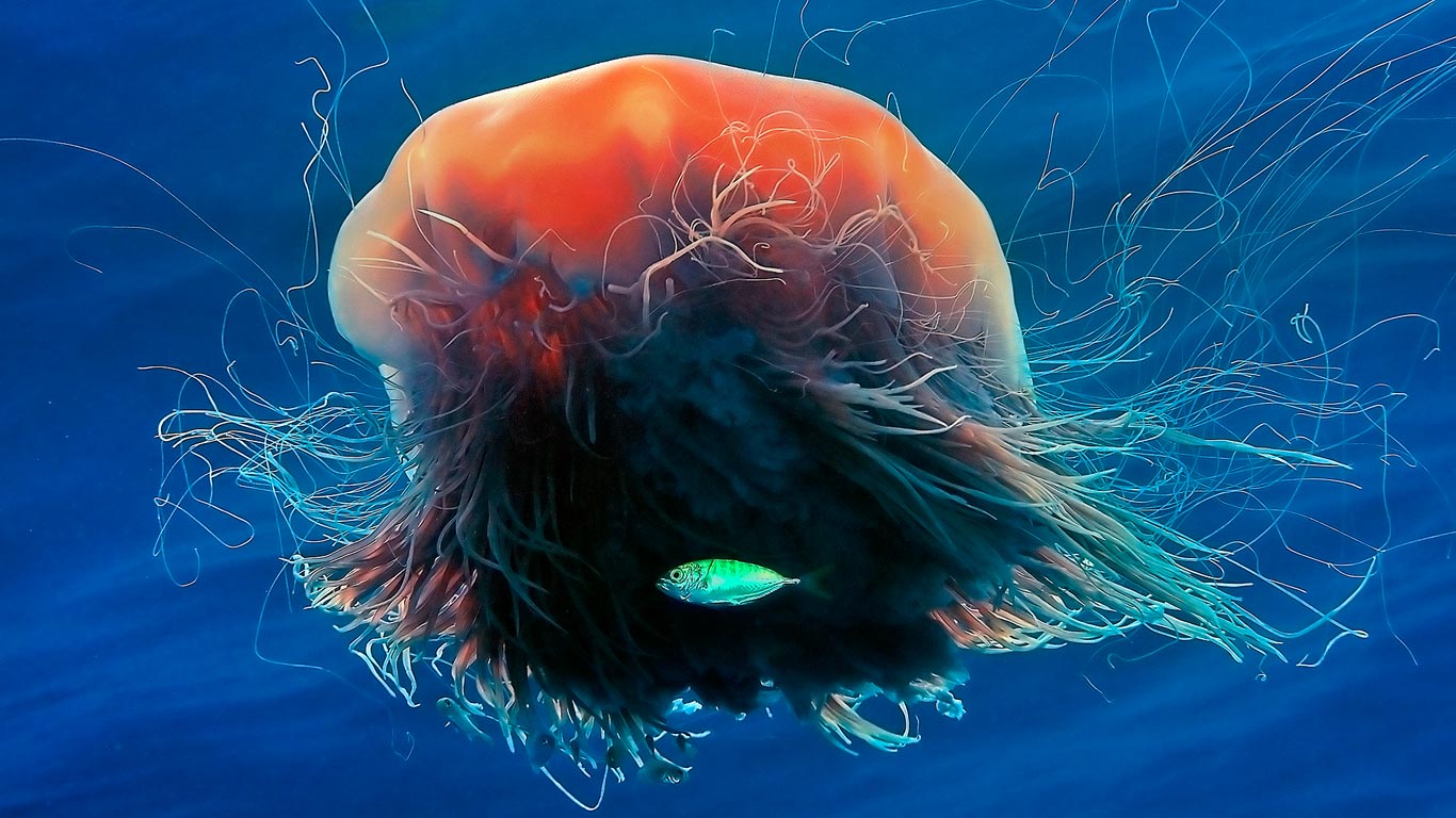 Méduse à crinière de lion (© Andrey Nekrasov/Superstock)(Bing France)