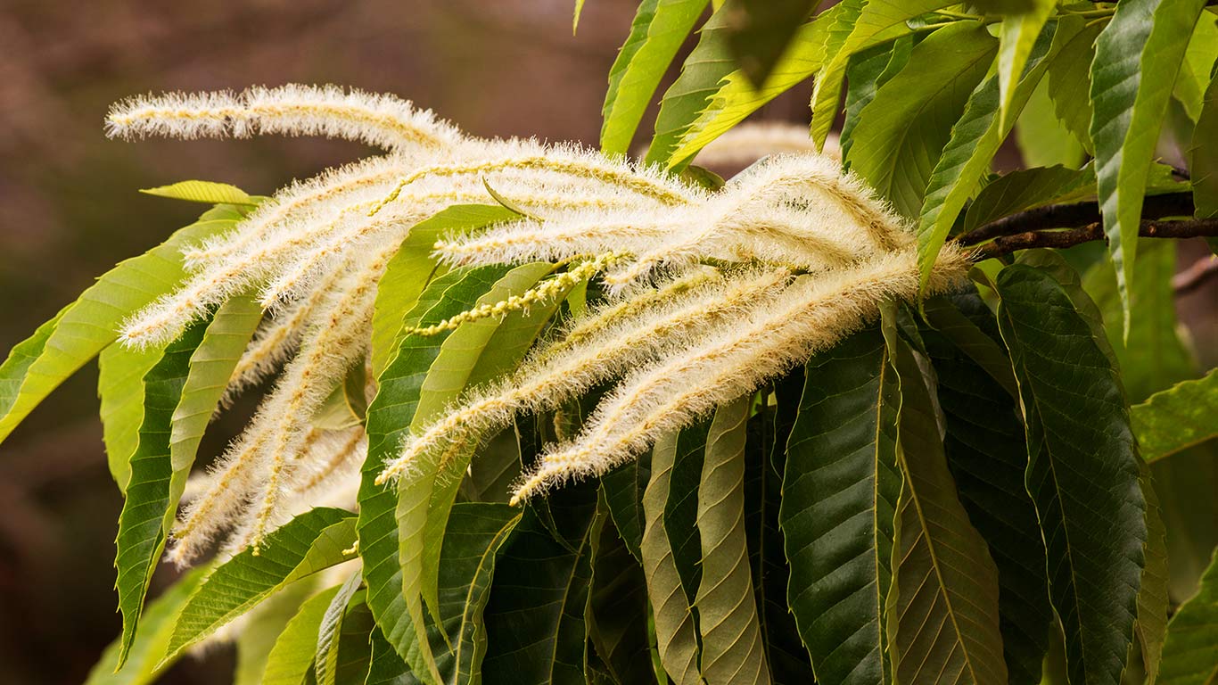 Blühende Edelkastanie (© MNS Photo/Alamy Stock Photo)(Bing Deutschland)
