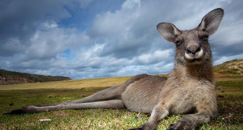 Eastern gray kangaroo in Murramarang National Park, New South Wales, Australia (© Paul Souders/Corbis) &copy; (Bing United Kingdom)