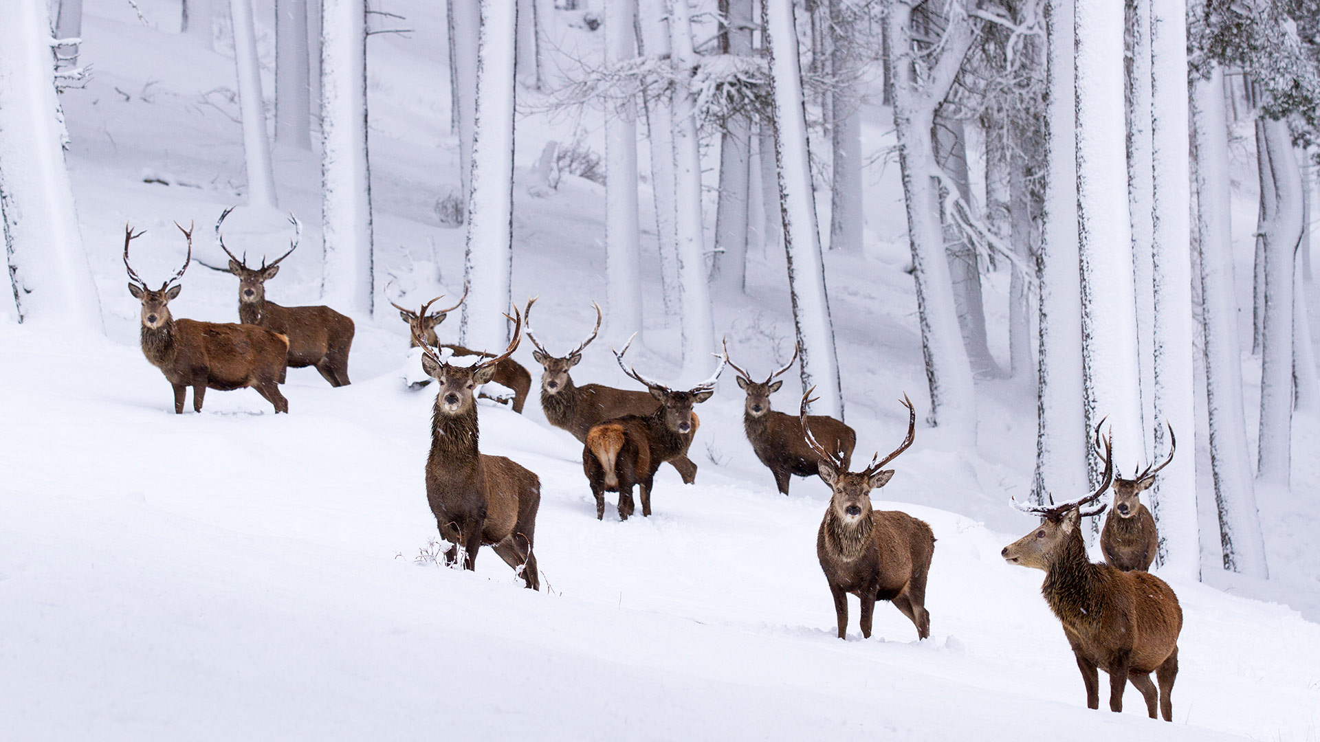Herd of red deer stags in a snow-covered pine forest, Cairngorms National Park (© Scotland: The Big Picture/Minden Pictures)(Bing United Kingdom)