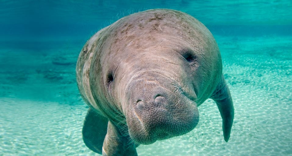 Florida manatee in the Crystal River, Florida, USA (© Wayne Lynch/Corbis) &copy; (Bing United Kingdom)