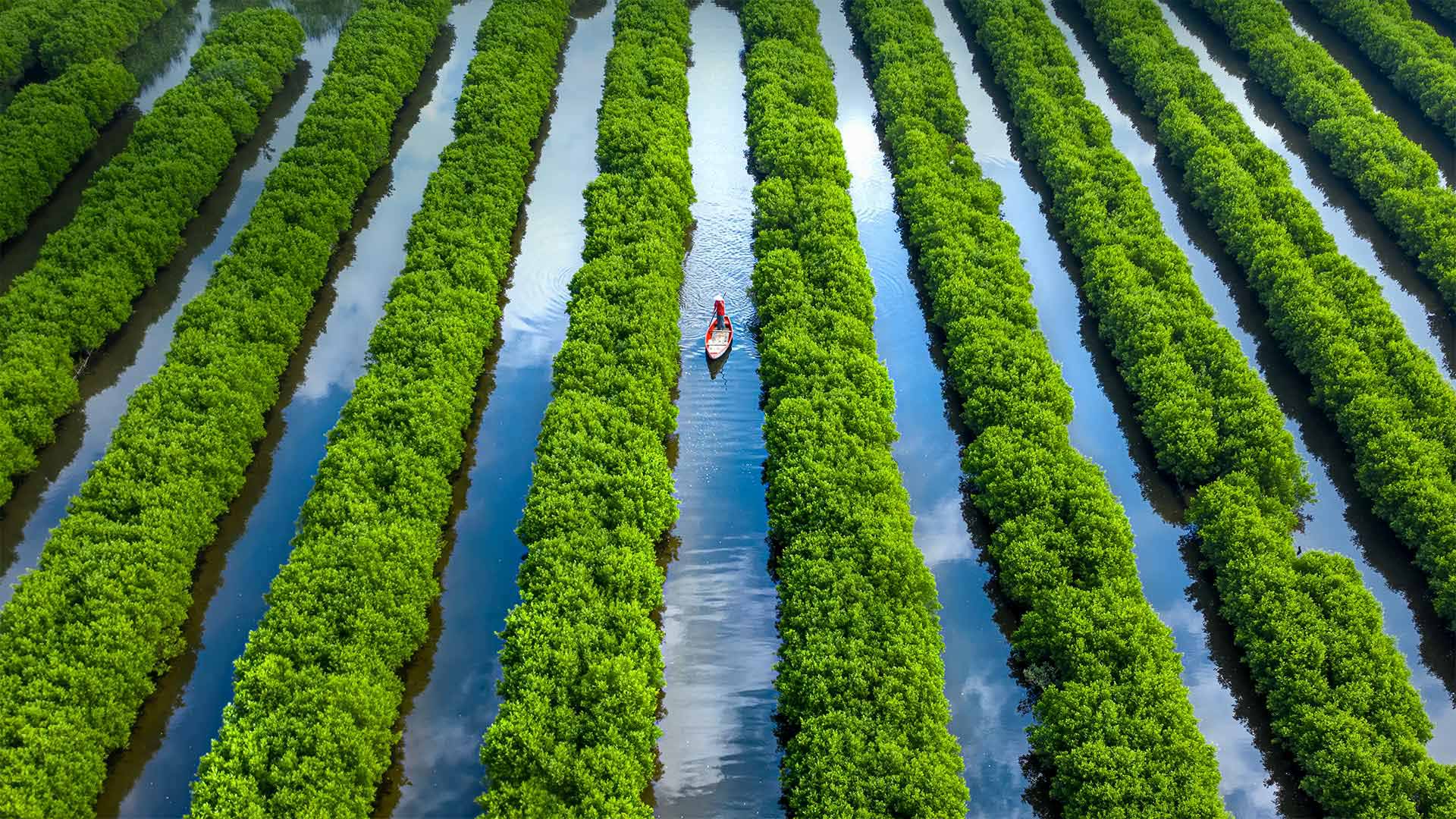 Bàu Cá Cái mangrove forest in Quảng Ngãi Province, Vietnam (© Robert Harding World Imagery/Offset)(Bing United Kingdom)