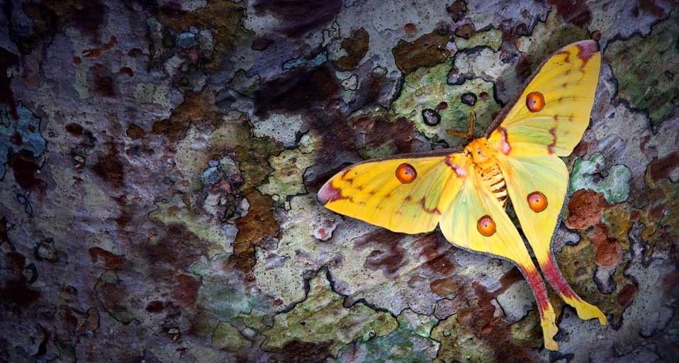 Silk Moth (Actias Maenas) female on tropical pine -- Darrell Gulin/Getty  Images &copy; (Bing United Kingdom)