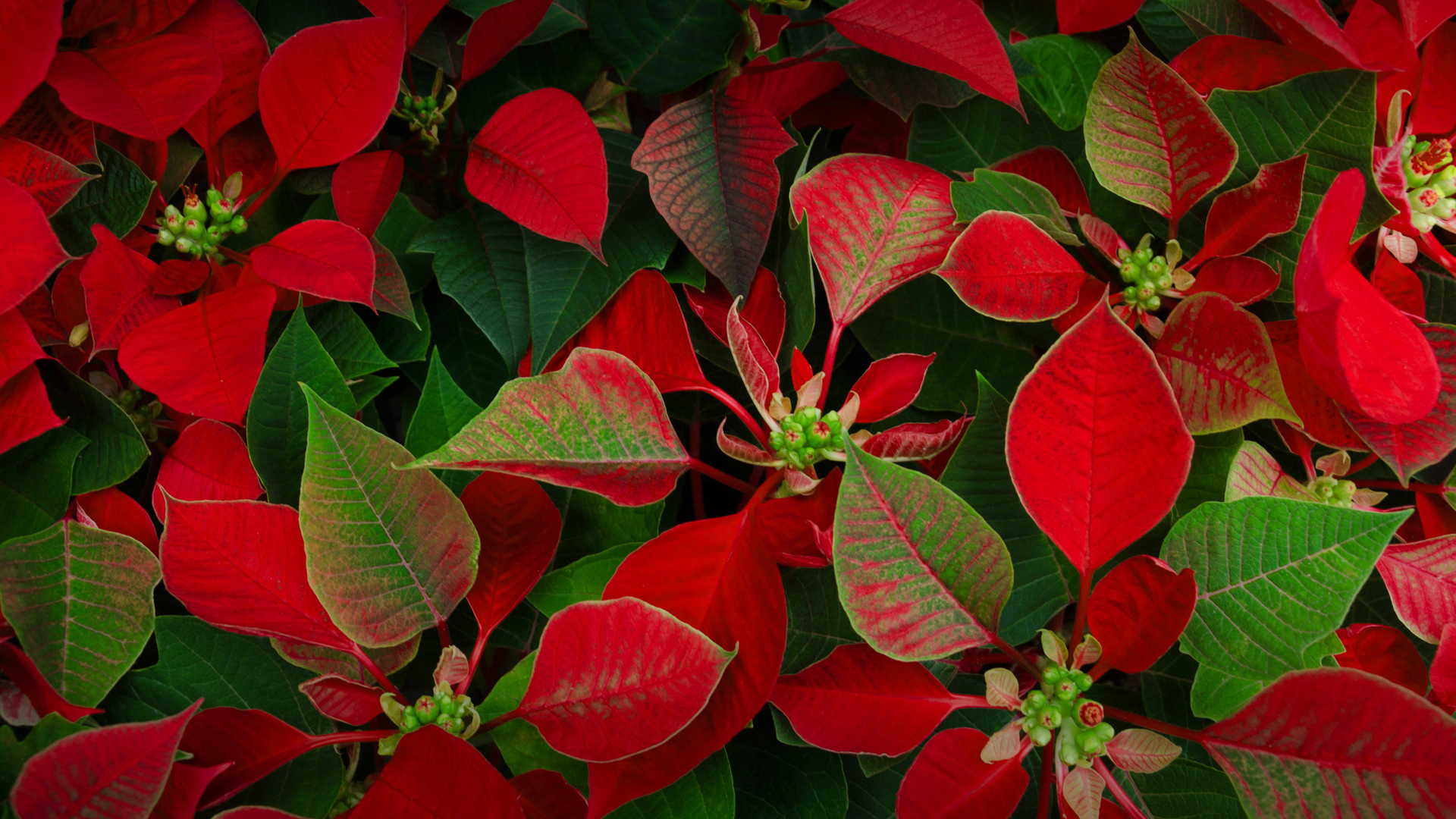 Poinsettia plants (© Elizabeth Fernandez/Getty Images)(Bing New Zealand)