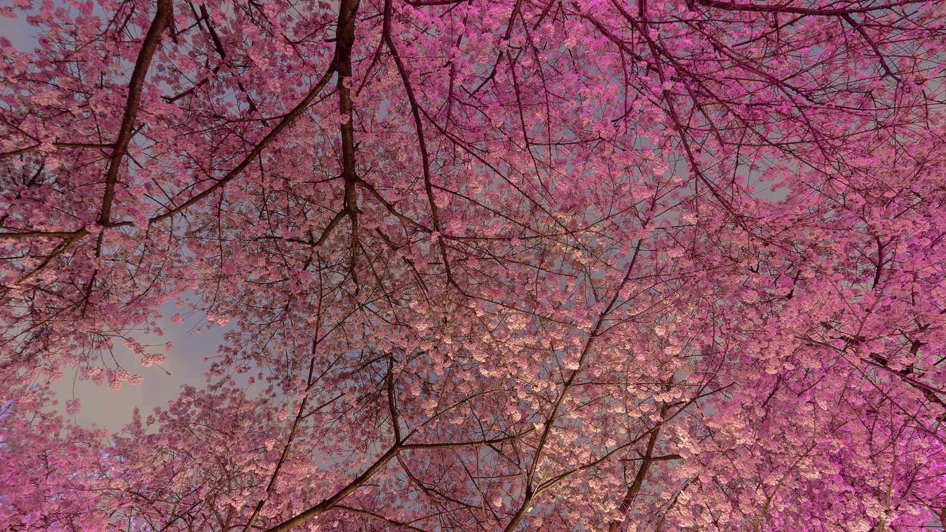 Cherry Blossom trees in Vancouver (© Bun Lee/Getty Images)(Bing Canada)