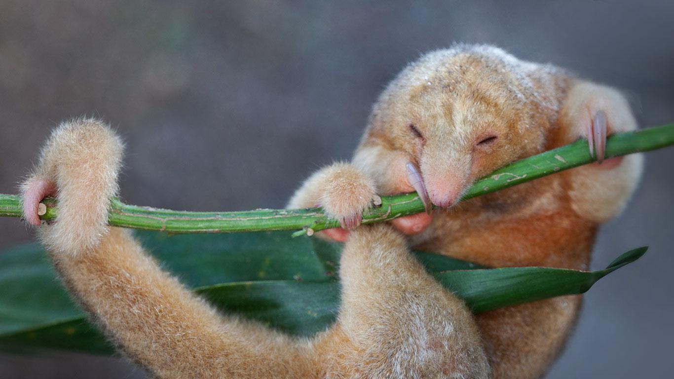 Silky anteater near Penonomé in Coclé province, Republic of Panama (© Zizza Gordon/Alamy)(Bing United Kingdom)
