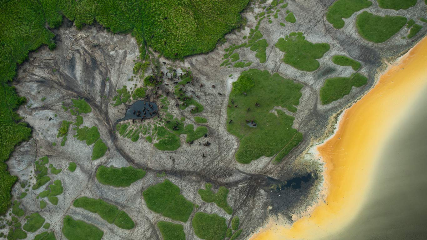 African buffalo at a watering hole in Queen Elizabeth National Park, Uganda (© Joel Sartoire/Getty Images)(Bing United Kingdom)