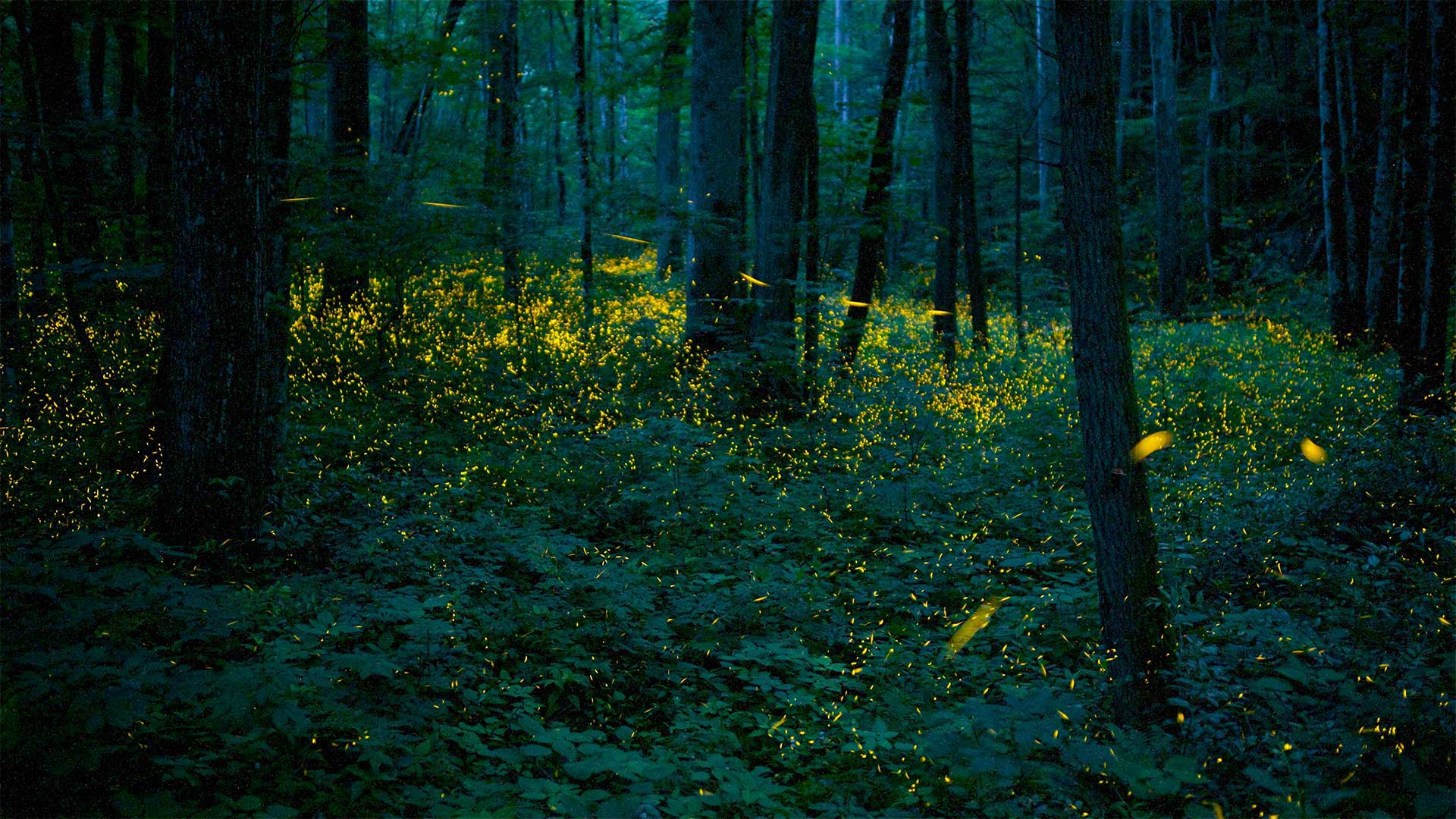 Synchronous fireflies illuminate the forests of Great Smoky Mountains National Park, Tennessee, USA (© Floris van Breugel/Minden Pictures)(Bing United Kingdom)