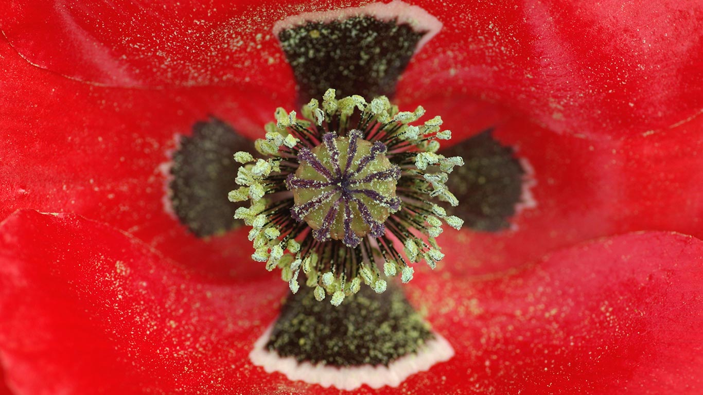 Red Poppy (Papaver rhoeas) centre, Middelburg, Netherlands (© Hannie Joziasse/Buiten-beeld/Minden Pictures/Getty Images)(Bing Canada)