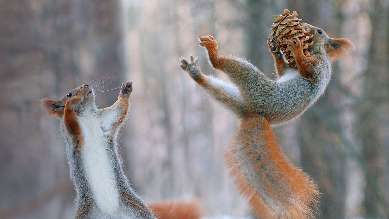 Eurasian red squirrels in action (© Vadim Trunov/Solent News/REX Shutterstock)(Bing United Kingdom)