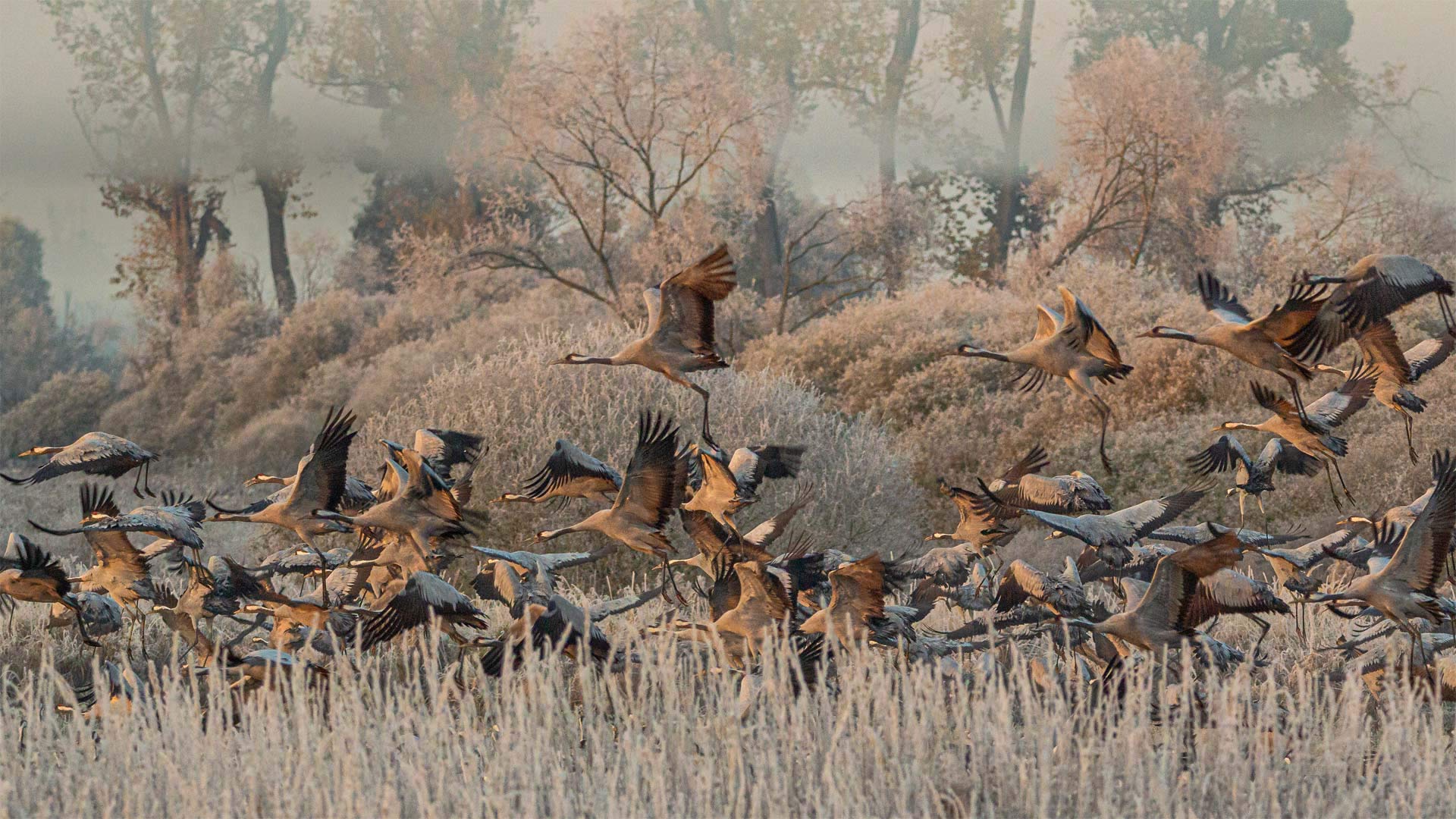 Common cranes in the Drömling wetland in Germany (© Mike Friedrichs/Getty Images)(Bing United Kingdom)