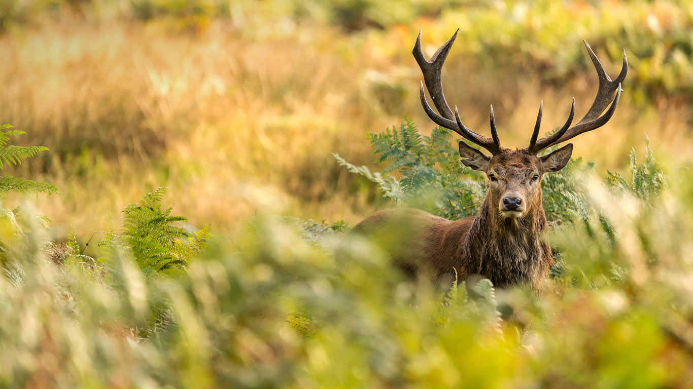 A red deer in Richmond Park, London (© Mark Bridger/Alamy)(Bing United Kingdom)