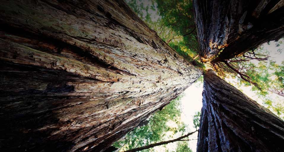 Stand of Redwood trees in Redwood National Park, California  -- Bob Stefko/Getty Images &copy; (Bing United States)