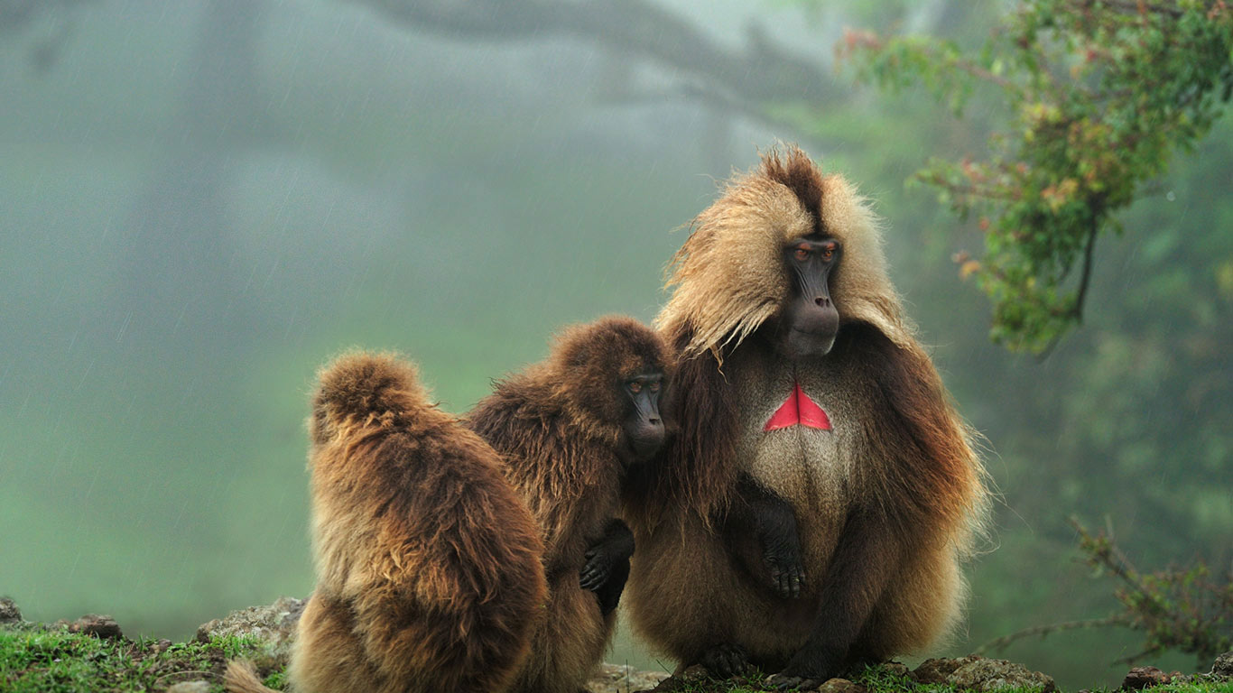 Geladas in Simien Mountains National Park, Ethiopia (© Thomas Marent/Minden Pictures)(Bing United Kingdom)