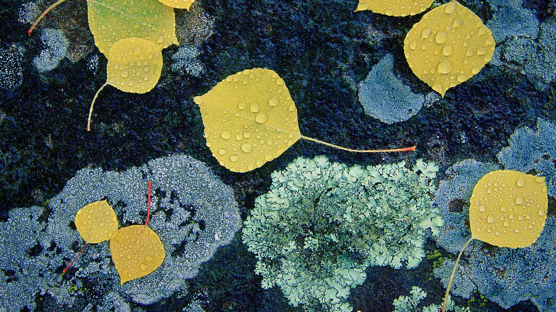 Autumn leaves and lichen in Junction Sheep Range Provincial Park, B.C. (© Daryl Benson/Masterfile)(Bing Canada)