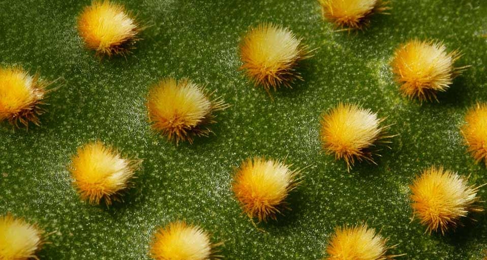 Opuntia, prickly pear cactus (© Flowerphotos/Superstock) &copy; (Bing United Kingdom)