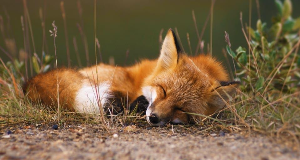 Red fox, Alaska, USA (© Kennan Ward/Footage Search) &copy; (Bing United Kingdom)
