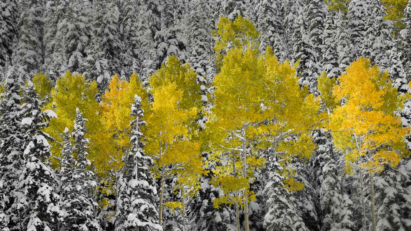 Aspen trees in autumn foliage, San Juan Mountains near Telluride, Colorado (© Sergio Ballivian/Tandem Stills + Motion)(Bing United States)