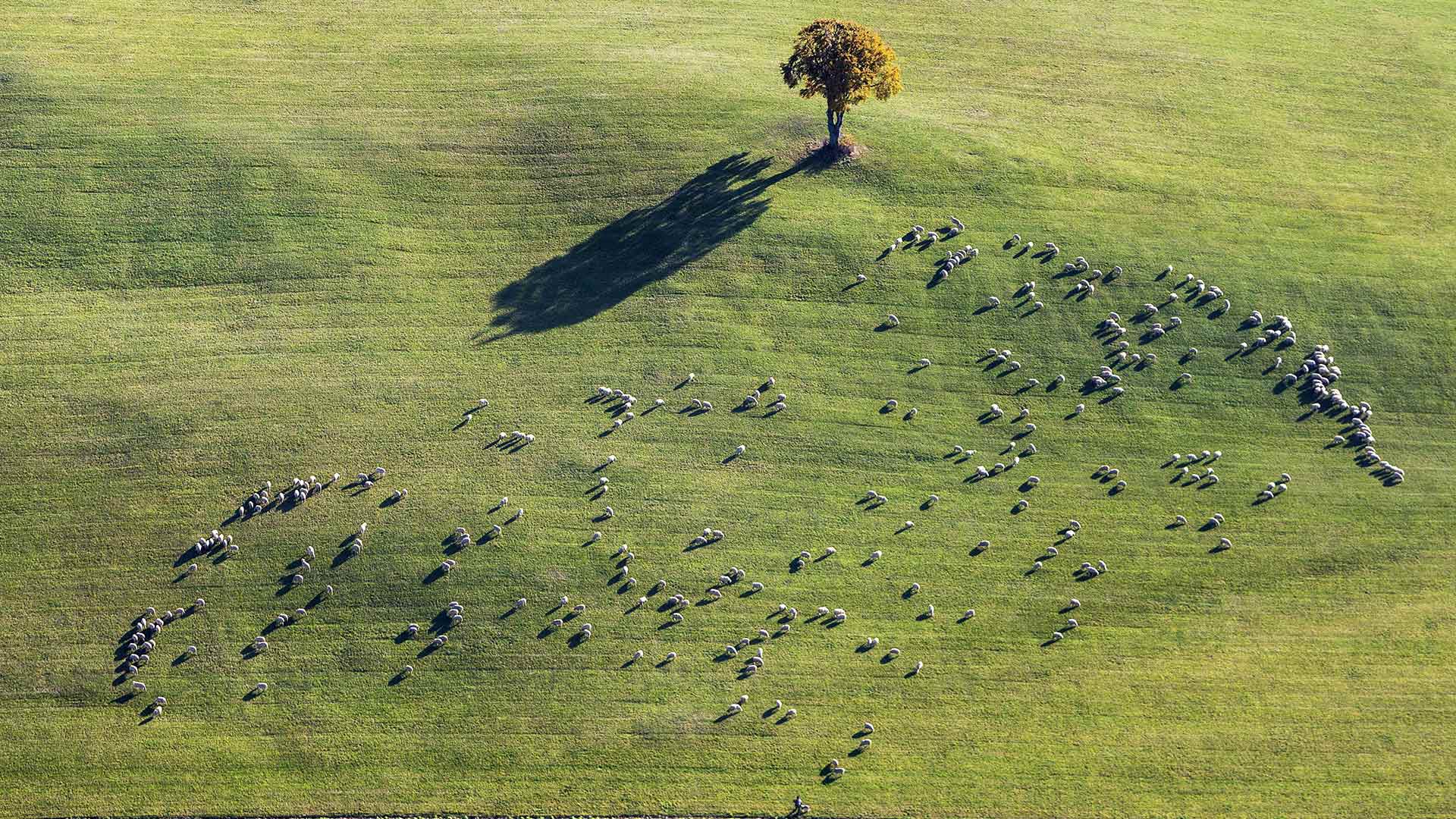 Weidende Schafherde bei Ennabeuren, Heroldstatt, Schwäbische Alb, Baden-Württemberg, Deutschland (© Arnulf Hettrich/Getty Images)(Bing Deutschland)