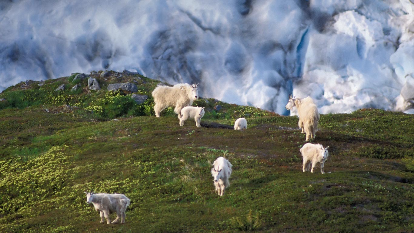 Mountain goat herd on a hillside near Exit Glacier, Kenai Fjords National Park, Alaska (© Steven Kazlowski/Corbis)(Bing Canada)