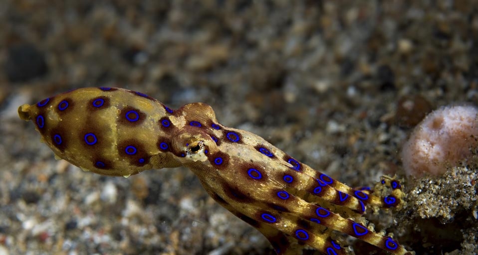 Blue-ring Octopus, Lembeh Straits, Sulawesi Island, Indonesia -- Peter Arnold Images/Photolibrary &copy; (Bing Canada)