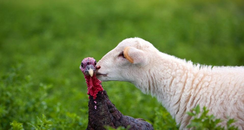 A lamb gives a turkey a kiss on a farm in Lindsborg, Kansas, USA (© Joel Sartore/National Geographic/Aurora Photos) &copy; (Bing United Kingdom)