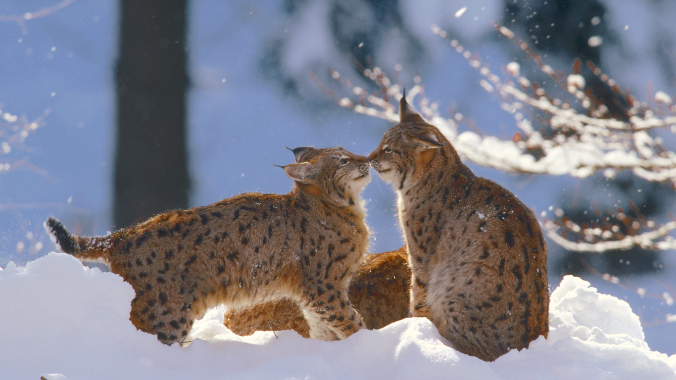 Eurasian lynx in the Bavarian Forest National Park, Germany (© Konrad Wothe/Minden Pictures)(Bing United Kingdom)