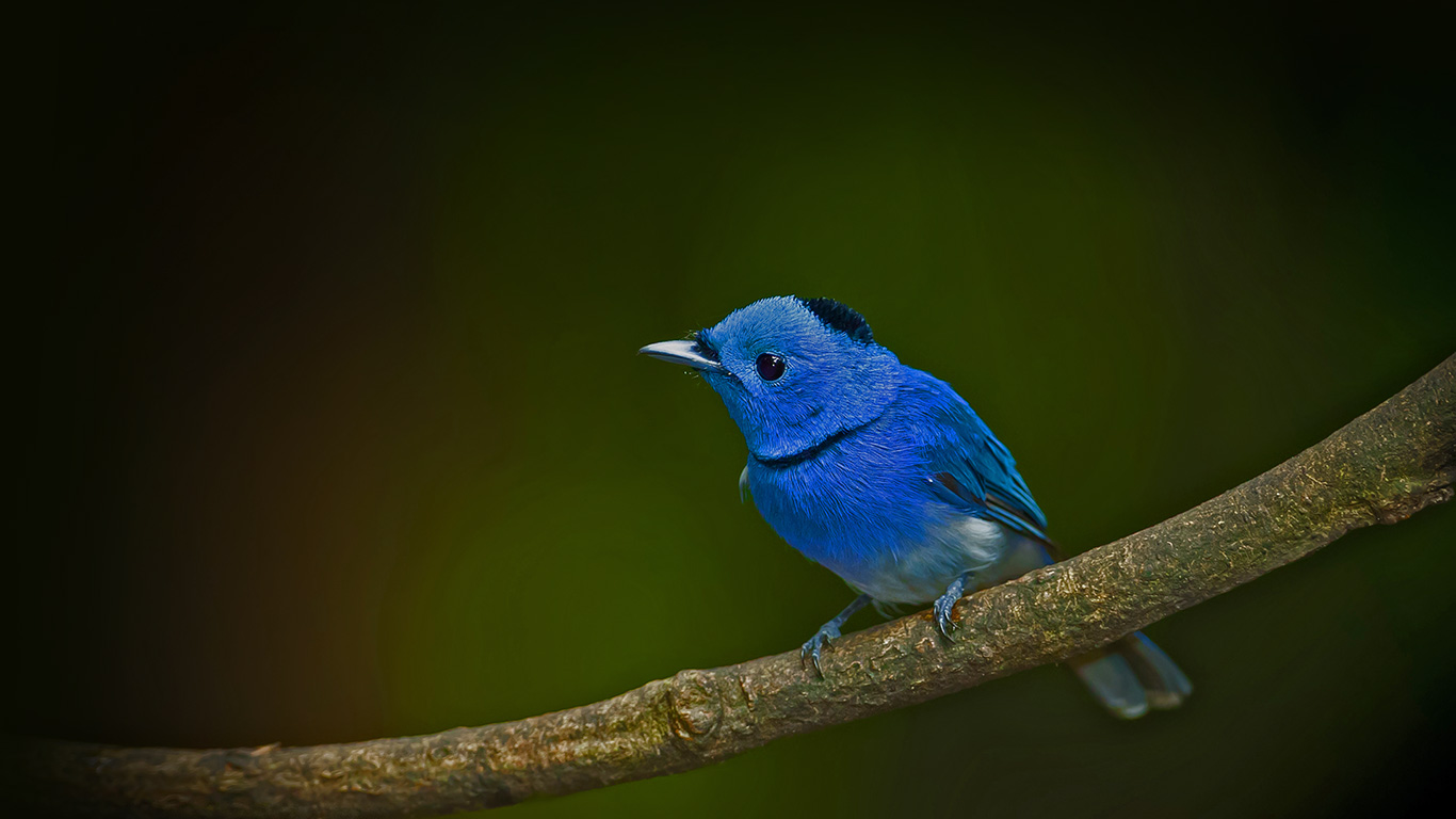 Male black-naped monarch (© kajornyot/Shutterstock)(Bing United Kingdom)