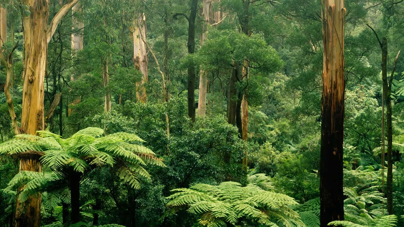 Fern and gum trees in Sherbrooke Forest, Victoria, Australia (© Koolstock/MasterFile)(Bing Australia)