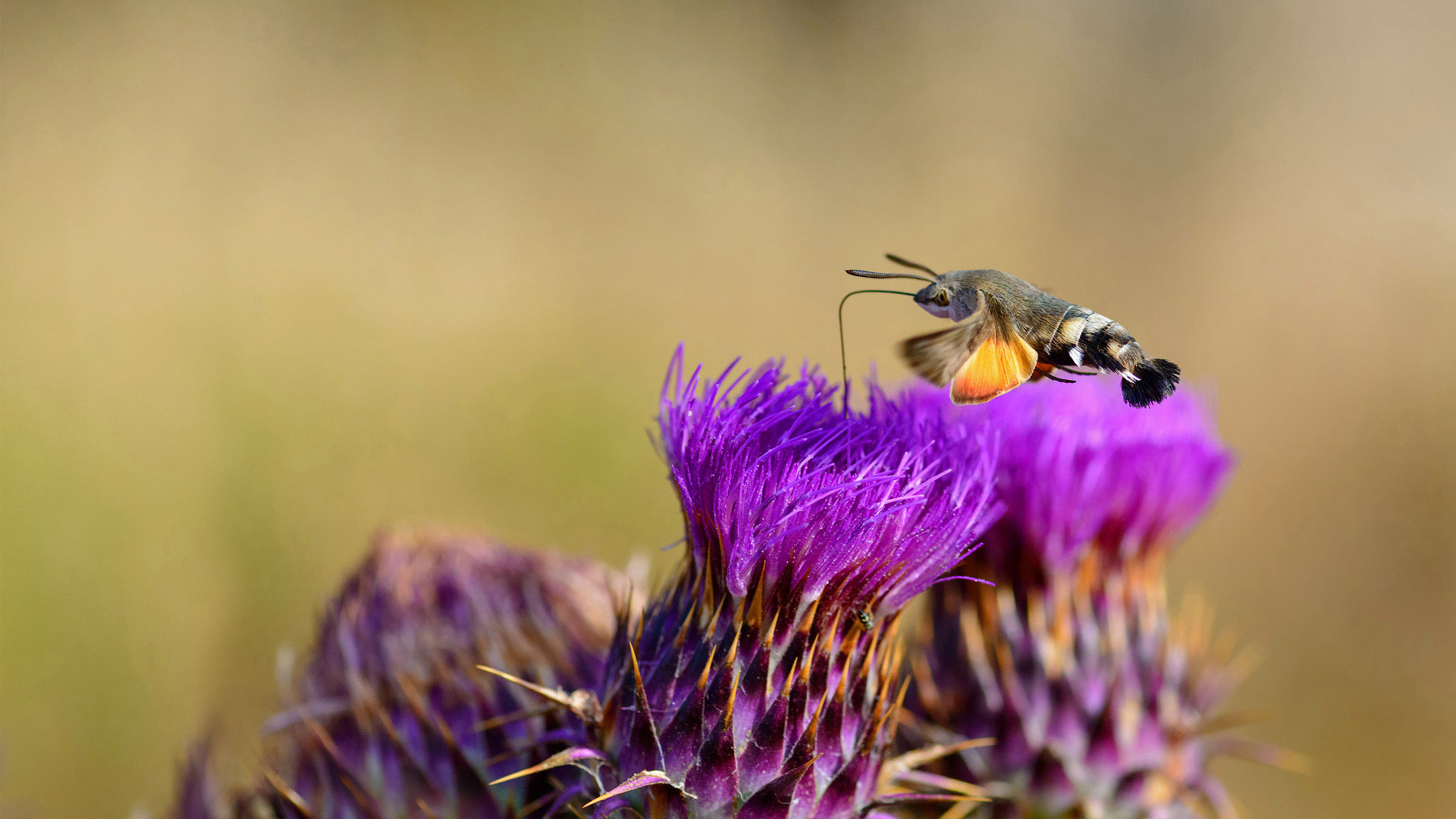 Hummingbird hawk-moth feeding on flower, Sardinia, Italy (© patriziomartorana/iStock/Getty Images Plus)(Bing United Kingdom)