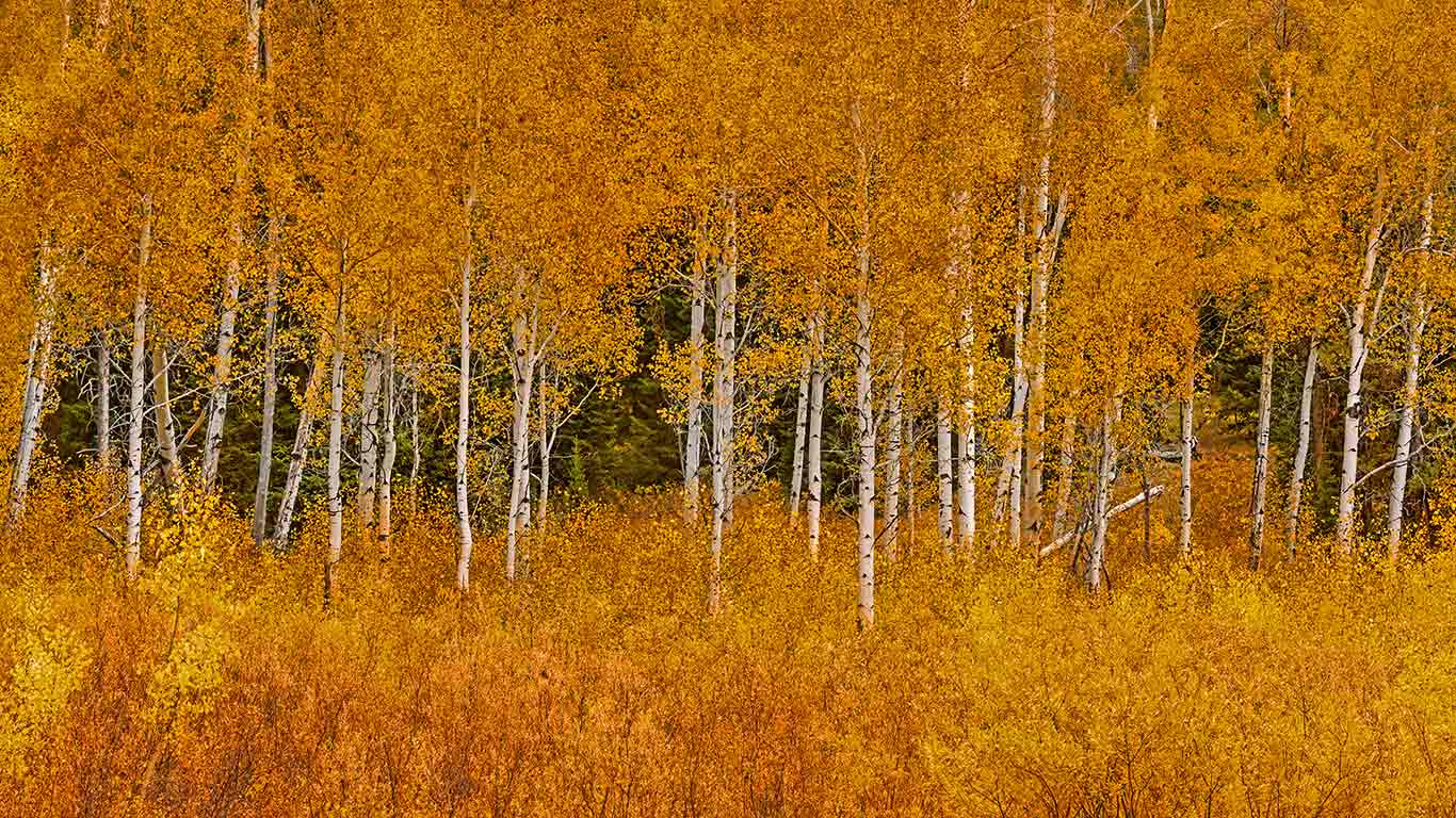Autumn aspens in Grand Teton National Park, Wyoming (© Matt Anderson Photography/Getty Images)(Bing United Kingdom)