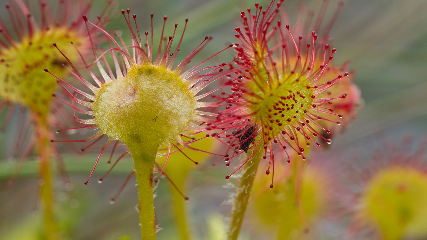 Common Sundew (Drosera rotundifolia), Prince Rupert, B.C. (© Minden Pictures)(Bing Canada)
