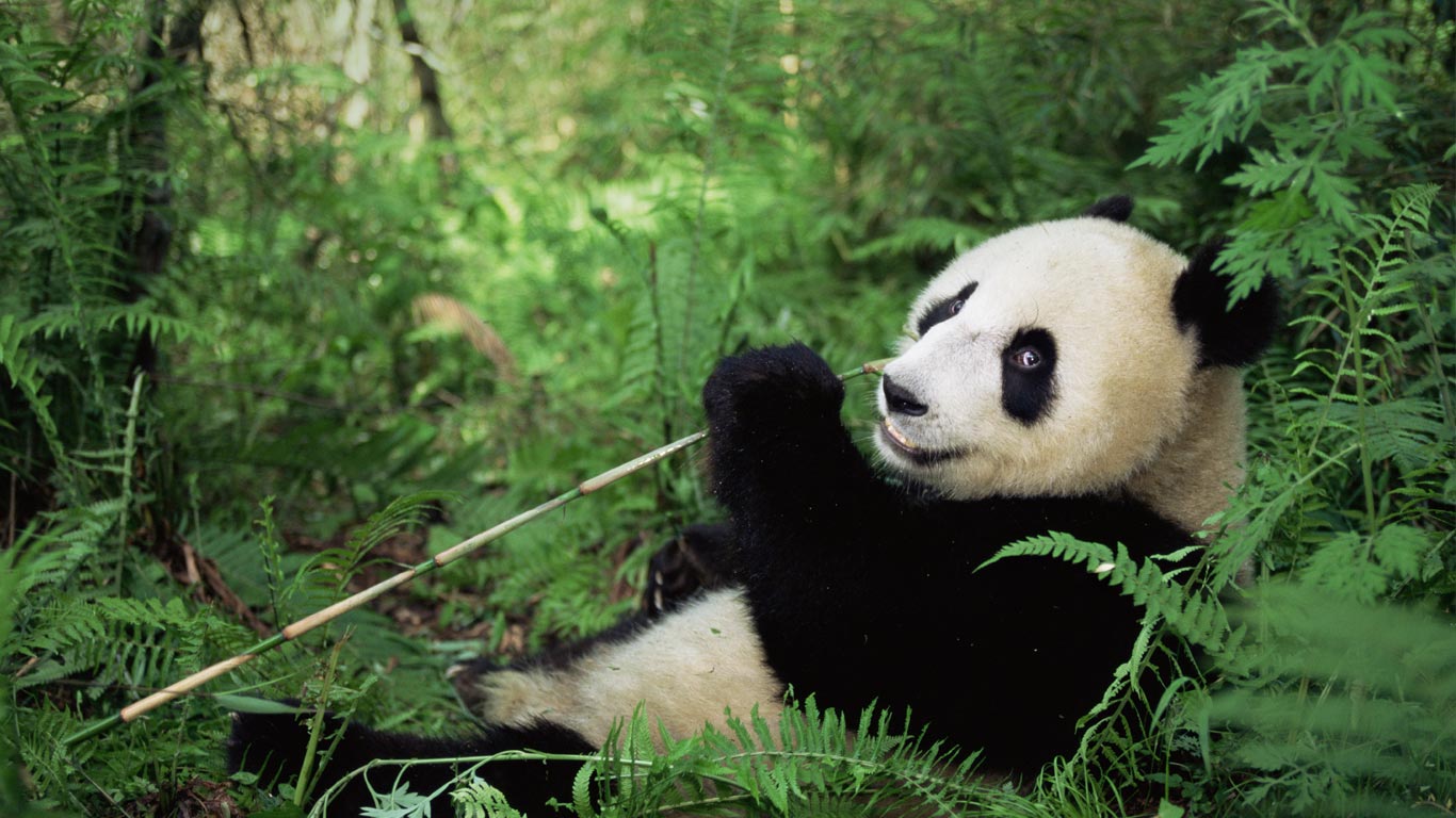 Großer Panda im Wolong-Naturreservat, Provinz Sichuan, China (© Lynn M. Stone/Minden Pictures)(Bing Deutschland)
