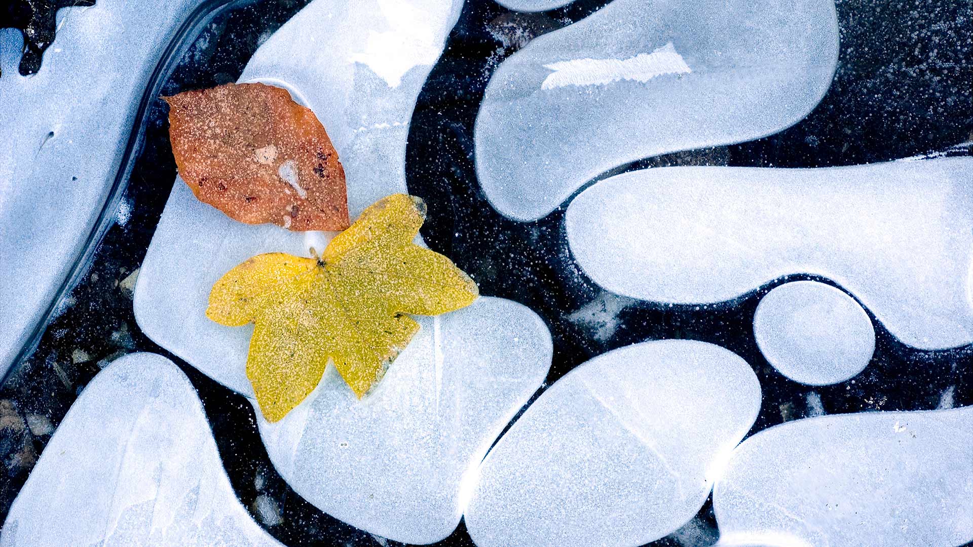 Feuilles d’automne sur de l’eau gelée, France (© Jean-Philippe Delobelle/Minden Pictures)(Bing France)