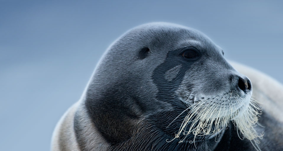Bearded Seal on an iceberg, Svalbard, Norway -- Paul Souders/Corbis &copy; (Bing United Kingdom)