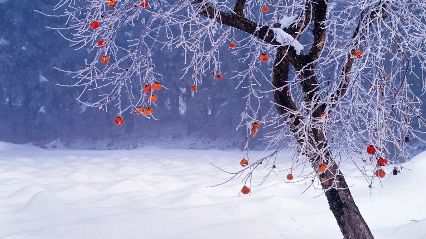 Japanese persimmon tree in winter, Fukushima Prefecture, Japan (© Jyun Ogawa/Minden Pictures)(Bing Canada)