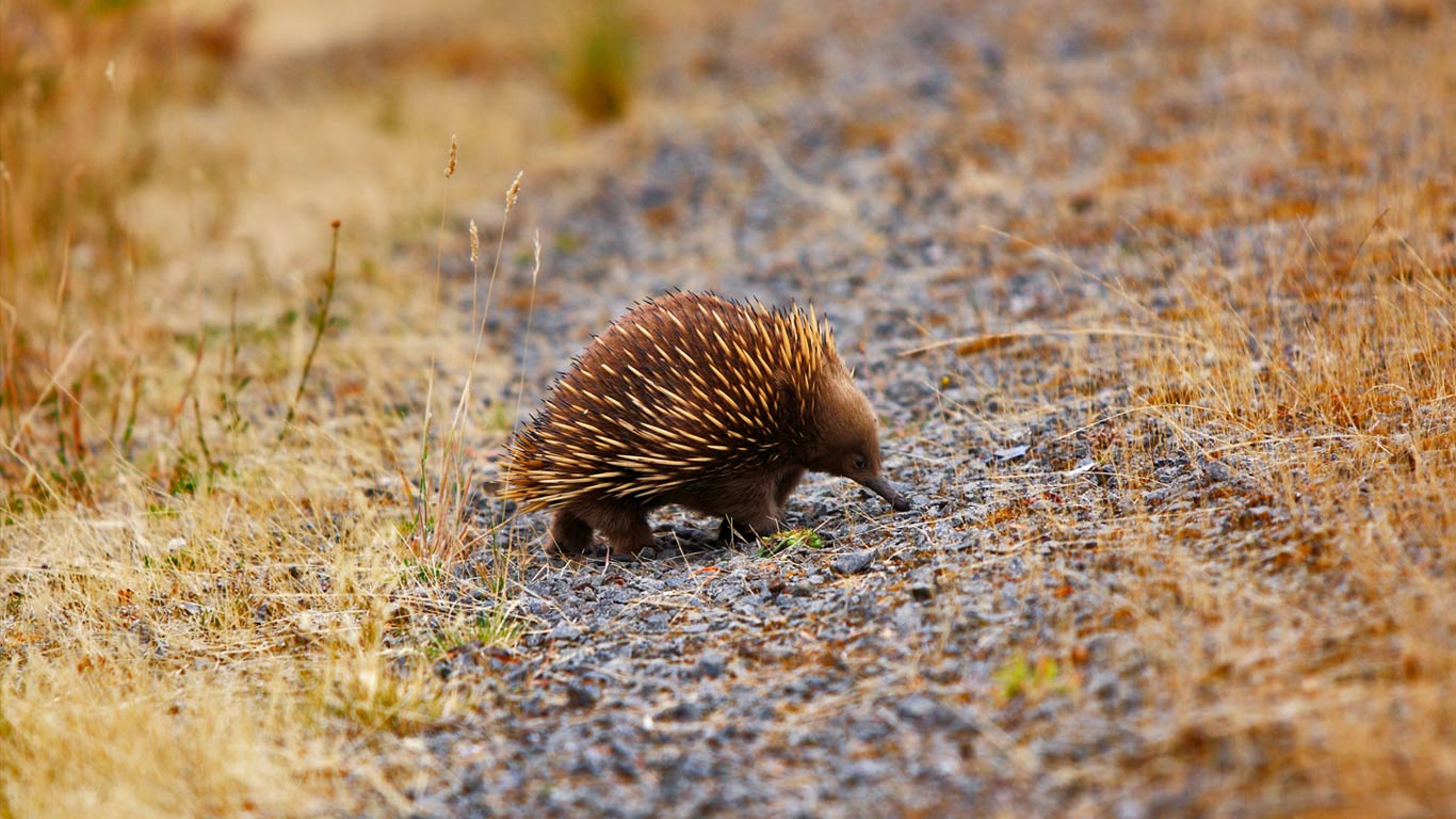 An echidna out and about (© John Kirk/Getty Images)(Bing United Kingdom)