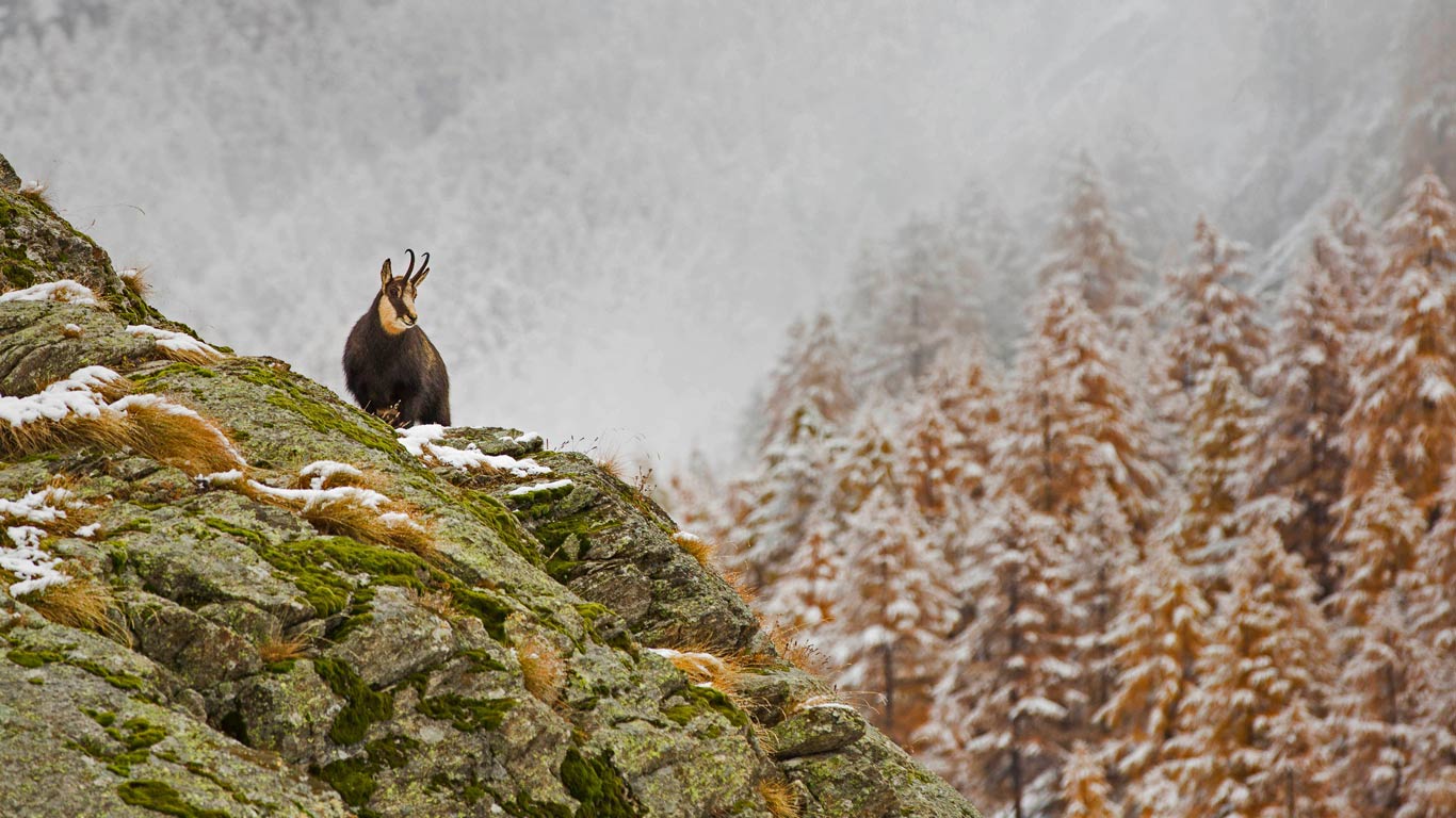 Alpine chamois in Gran Paradiso National Park, Italy (© Marco Ronconi/Offset)(Bing United Kingdom)