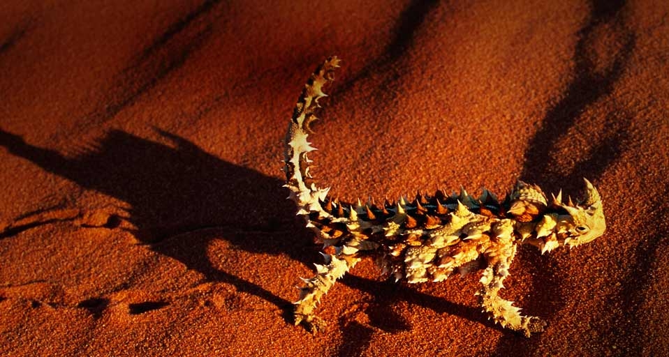 A Thorny Devil lizard walking on a red sand dune near Alice Springs, Australia -- Theo Allofs/CORBIS &copy; (Bing Canada)