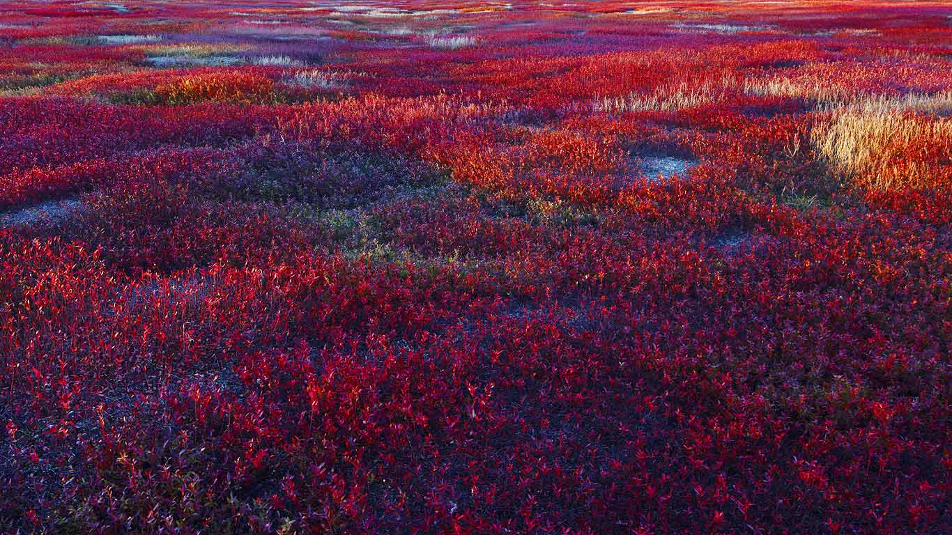 Lowbush blueberry barrens near Meddybemps, Maine (© Rudi Sebastian/Getty Images)(Bing United States)