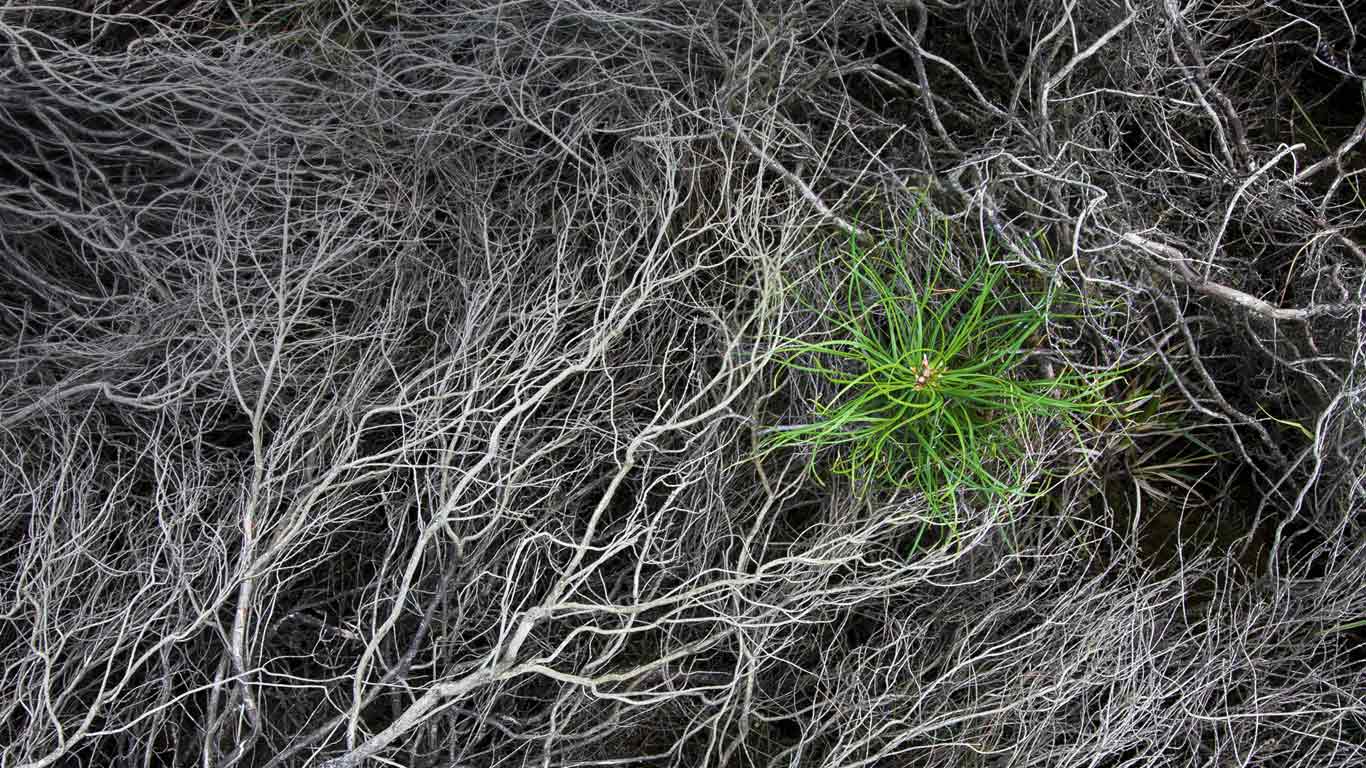 Pine sapling in burnt heather at Strabrechtse Heide, Netherlands (© Heike Odermatt/Minden Pictures)(Bing Canada)
