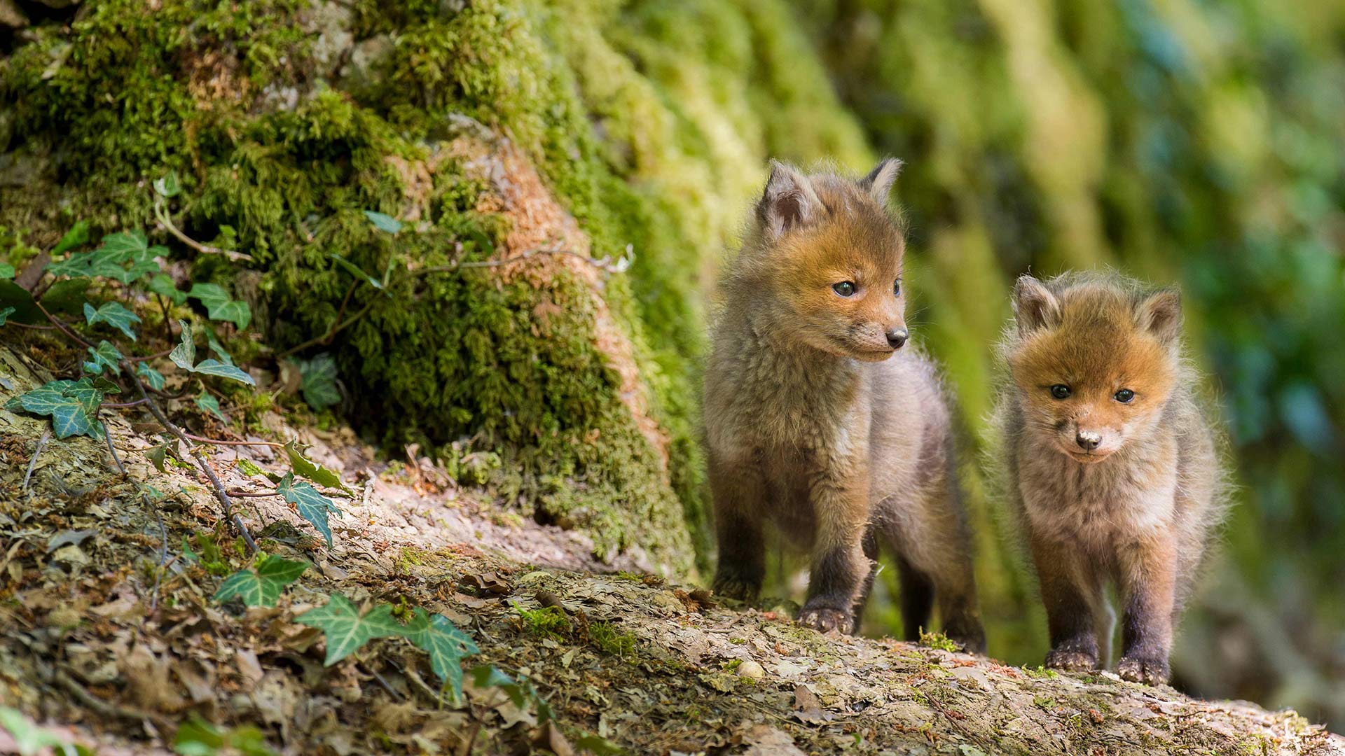 Renardeaux roux, France (© Karl Van Ginderdeuren/Minden)(Bing France)