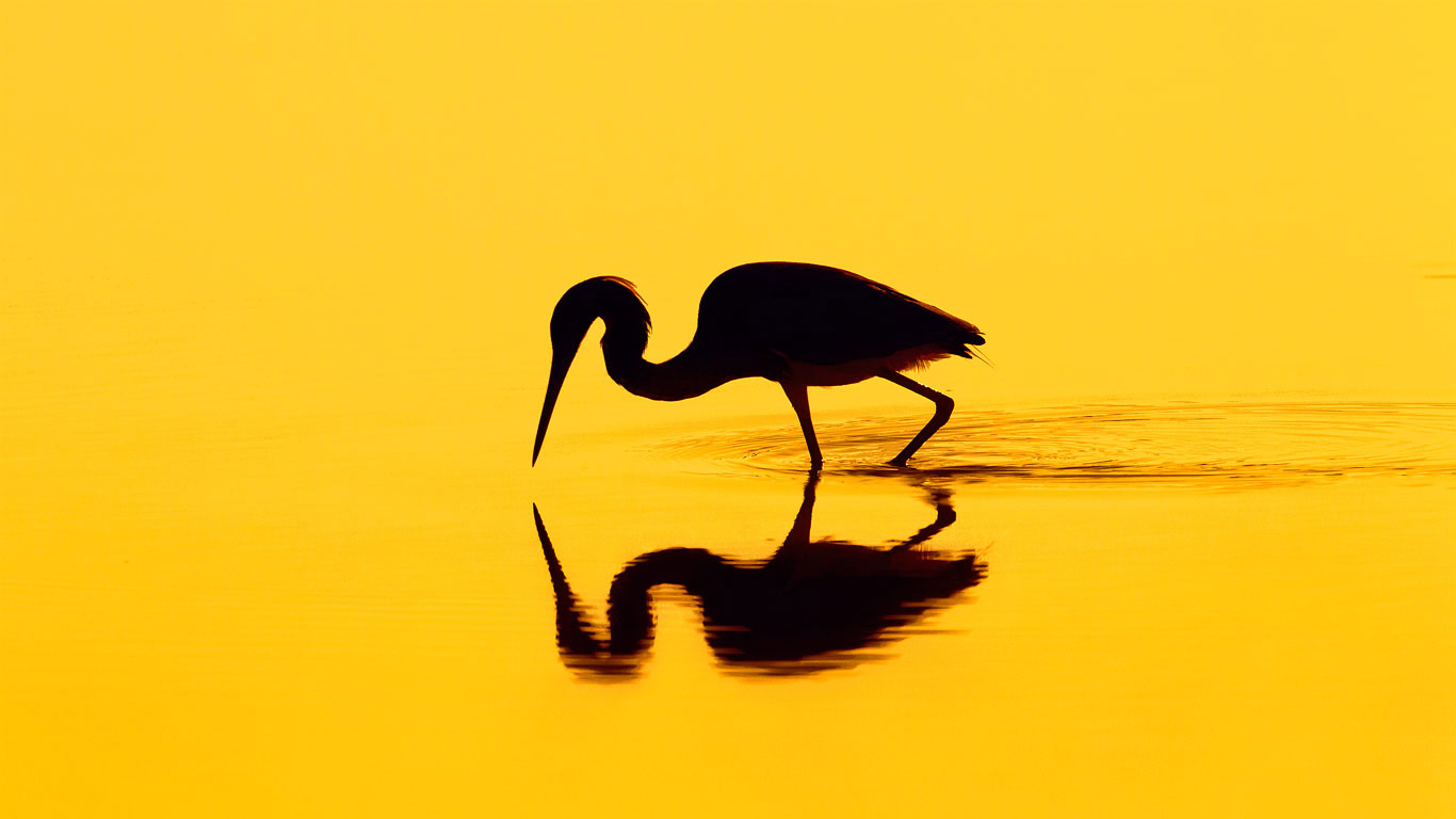 Silhouette of a heron (© Don Mammoser/Shutterstock)(Bing United Kingdom)