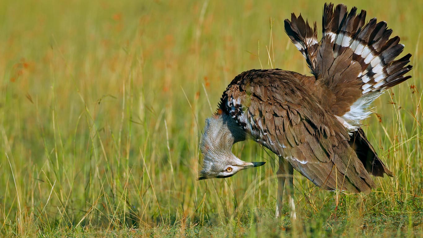Male kori bustard, Maasai Mara National Reserve, Kenya (© Christina Krutz/Masterfile)(Bing United Kingdom)