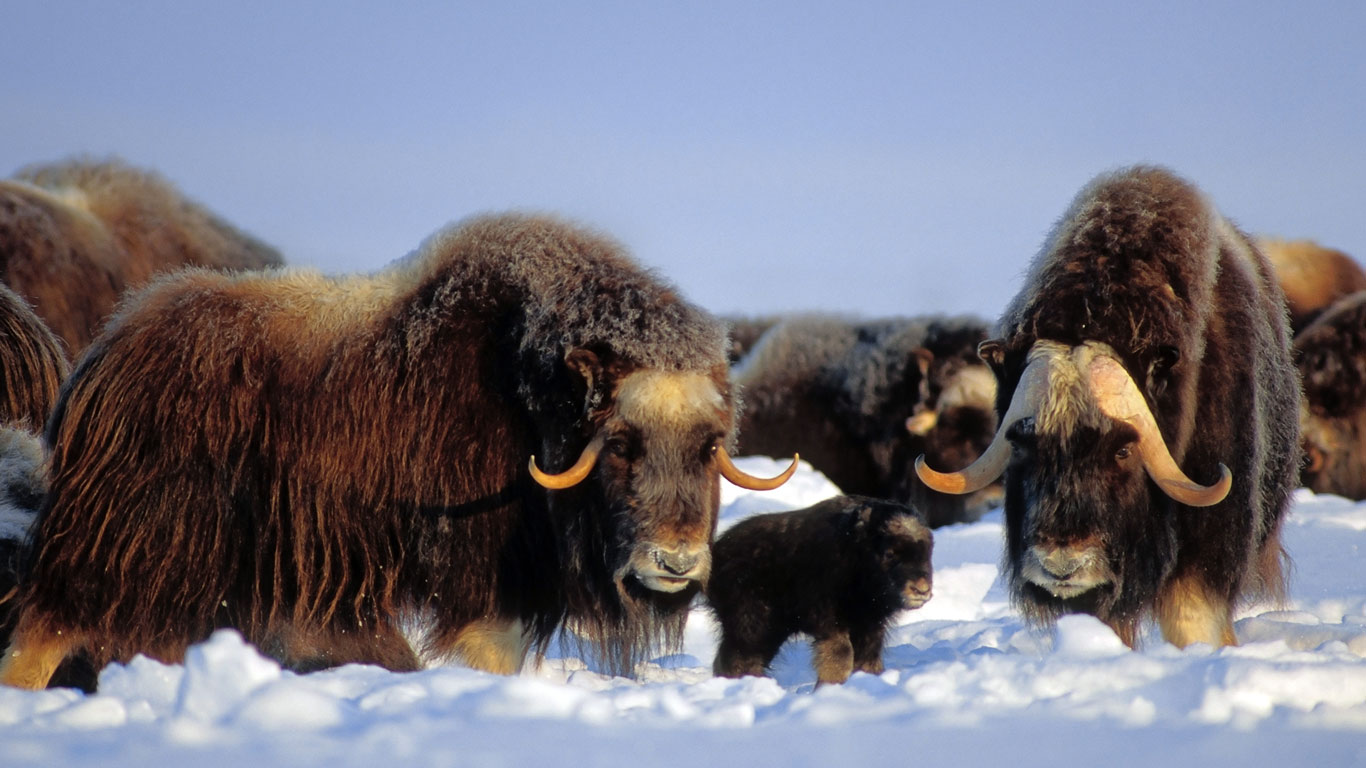 Bœufs musqués dans la chaîne Brooks, Alaska, États-Unis (© Steven Kazlowski/Corbis)(Bing France)