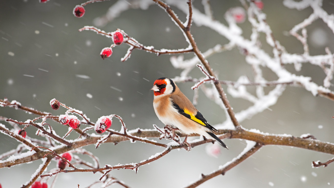 A European goldfinch perched among rosehips in snow (© Ernie Janes/Nature Picture Library/Offset)(Bing Canada)