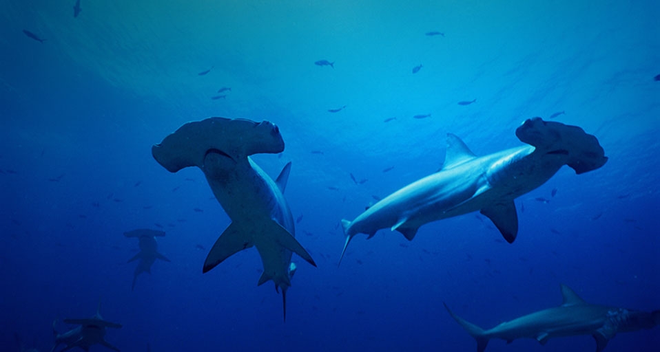 Galapagos scalloped Hammerhead sharks -- Perrine Doug/Pacific Stock/Photolibrary &copy; (Bing United Kingdom)